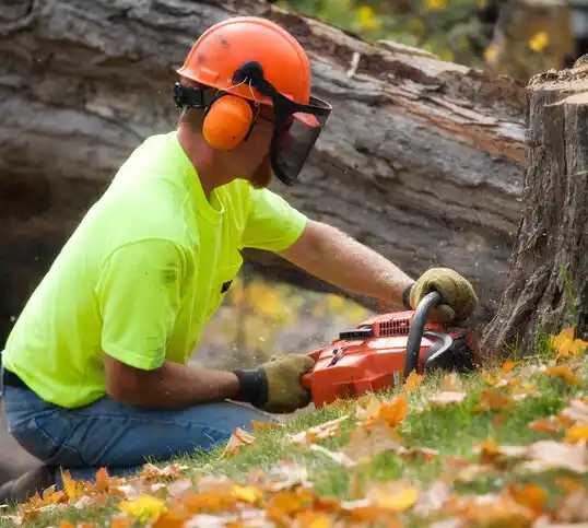 tree services West Long Branch